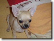 Chihuahua