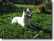 Berger Blanc Suisse, White Swiss Shepherd Dog