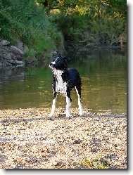 Border Collie