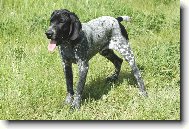 Auvergne pointer \(Dog standard\)