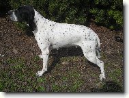 Auvergne pointer \(Dog standard\)