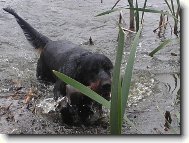 Scotch Setter, Gordon Setter