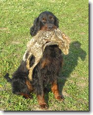 Gordon setter \(Dog standard\)