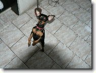 PRAGUE RATTER