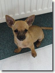 Chihuahua