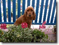 English Cocker Spaniel