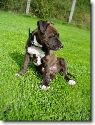 American Staffordshire Terrier Blue Lacy