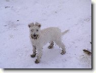 Zwergschnauzer, Miniature Schnauzer