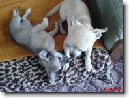 Chihuahua
