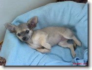 Chihuahua