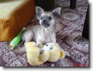 Chihuahua