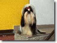 Shih-Tzu