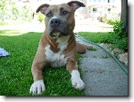 American Staffordshire Terrier Blue Lacy