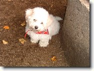 Bichon á poil frisé, Bichon Frise