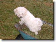 Bichon á poil frisé, Bichon Frise