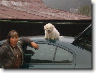 Bichon á poil frisé, Bichon Frise