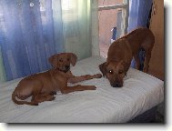 Rhodesian Ridgeback