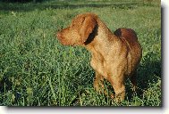 Rövidszörü Magyar Vizsla, Hungarian Short-haired Pointing Dog