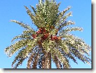 Phoenix canariensis