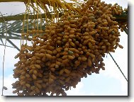 Phoenix canariensis