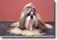 Shih-Tzu