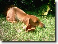 German Pinscher