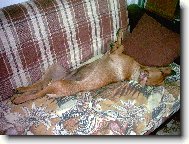 German Pinscher