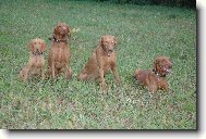 Rövidszörü Magyar Vizsla, Hungarian Short-haired Pointing Dog