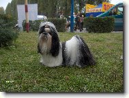 Shih-Tzu