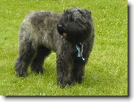 Bouvier des flandres \(Dog standard\)