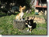 Chihuahua