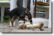 Chihuahua