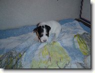 Jack Russell Terrier