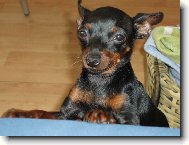 PRAGUE RATTER