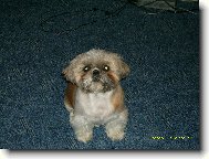 Shih-Tzu