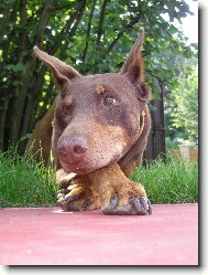Dobermann, Doberman