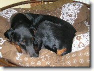 Dobermann, Doberman