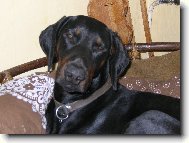 Dobermann, Doberman