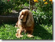 English Cocker Spaniel