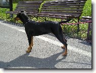 German Pinscher