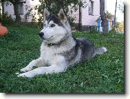 Siberian Husky