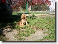 Chien de Saint-Hubert