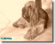 Chien de Saint-Hubert