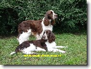 English Springer Spaniel