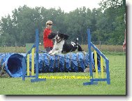 English Springer Spaniel