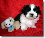 Shih-Tzu