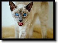 Siamese cat