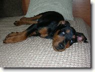 German Pinscher