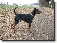 German Pinscher