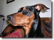 German Pinscher